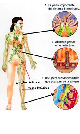 Sistema linfatico